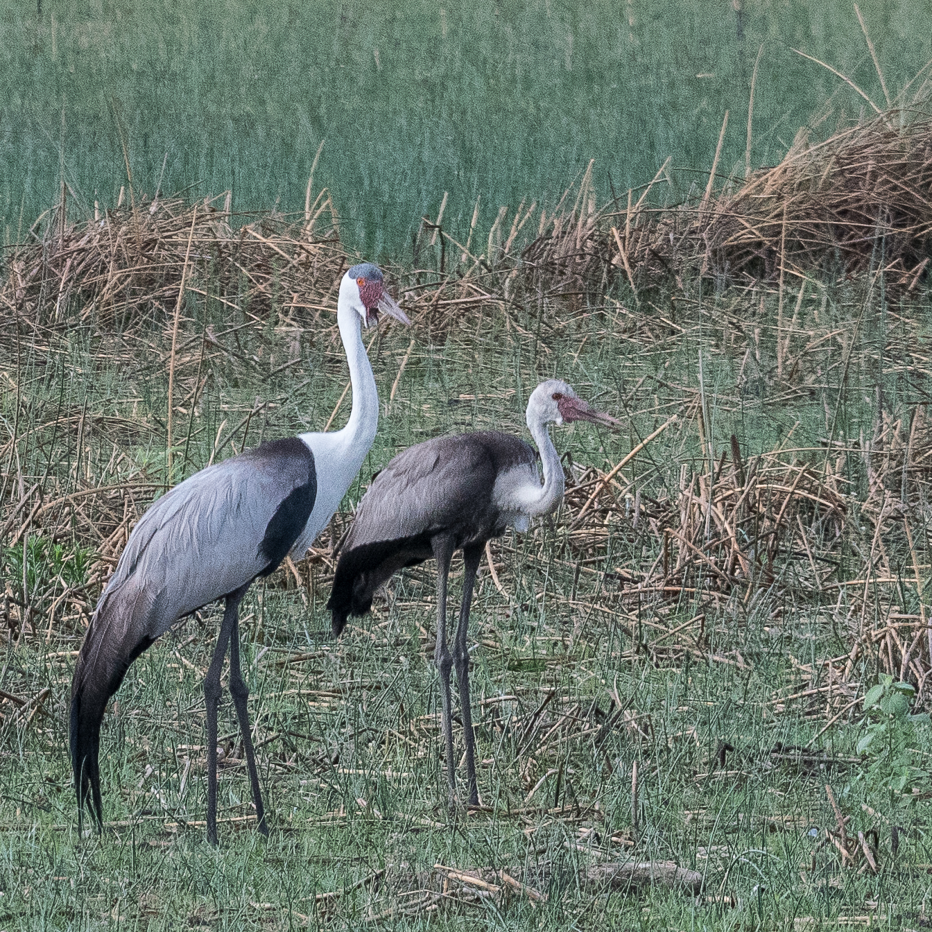 Grues caronculées (Wattled cranes, Grus carunculata), adulte et juvènile, Kwando reserve, Delta de l'Okavango, Botswana.